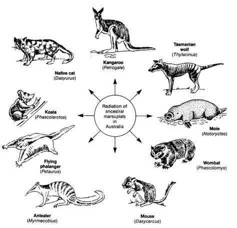 Evolutionary Biology - Welcome to Mr. Hall's Lab