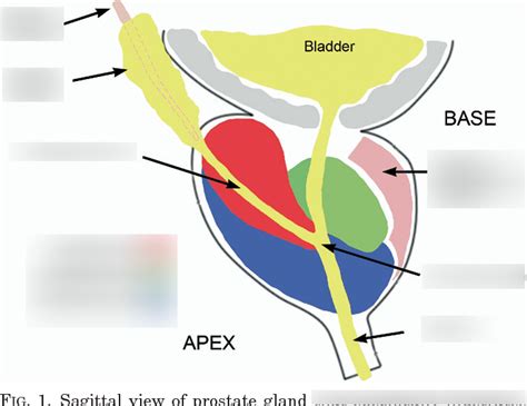 Prostate Gland Zones