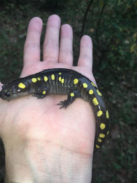 Found a spotted salamander this week! Last time to go herping before it gets too cold : r/Ohio