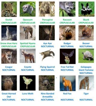 Nocturnal and Diurnal Animals Word Search Puzzles by Ah - Ha Lessons