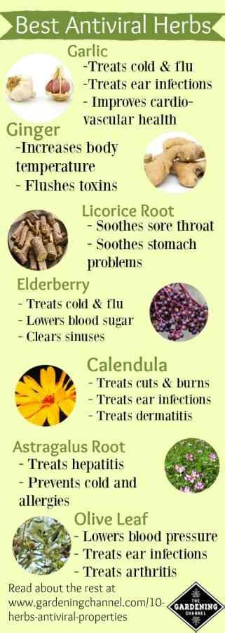 List of antiviral herbs and their uses - Gardening Channel