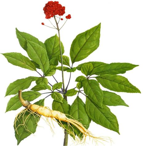 Ginseng Root - Botanicals One