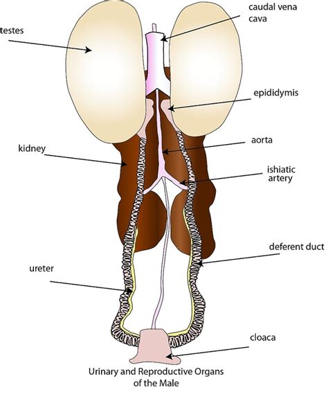 Male Reproductive System