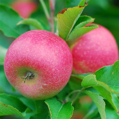 Red Delicious Apple Tree – Green Thumbs Garden