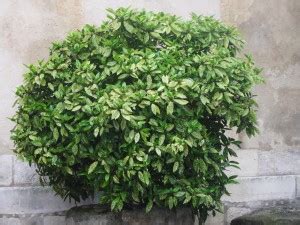 Variegated Aucuba (Aucuba japonica 'Variegata') - Revolutionary Gardens