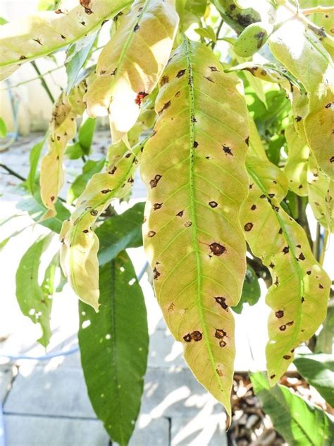 Recognizing Mango Disease Symptoms - Learn About Managing Mango Tree Diseases