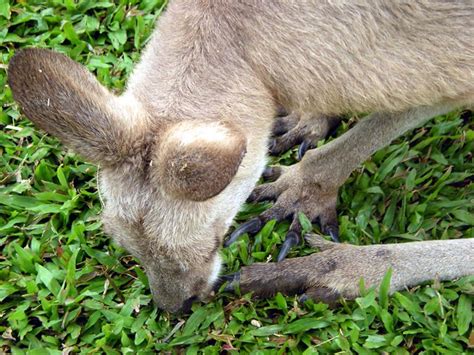 Kangaroo Eating Grass | Explore ozboz_budjo's photos on Flic… | Flickr - Photo Sharing!