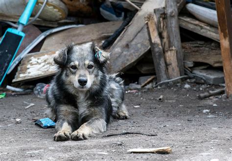 Stray Animal Care in Bulgaria - Animal Charity - Animal Welfare Organisation - FOUR PAWS UK