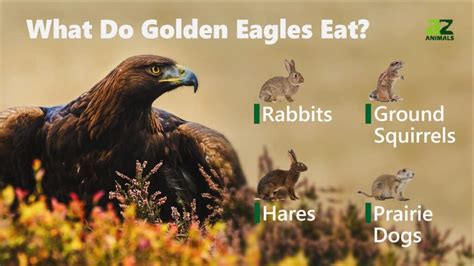 What do Golden Eagles Eat? - IMP WORLD