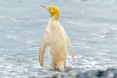 Rare Yellow Penguin Bewilders Scientists | Audubon | Penguins, Wildlife photography, Elephant seal