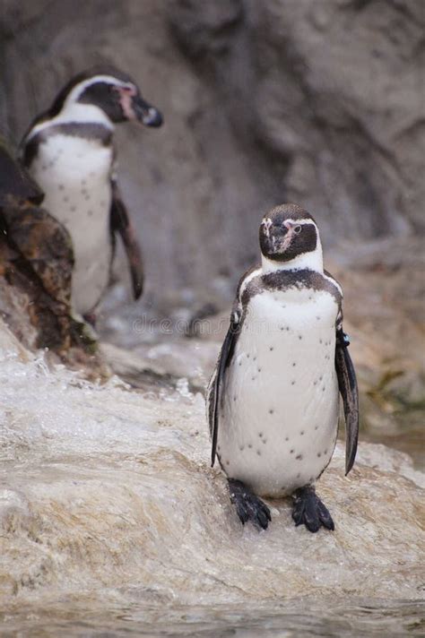 Penguins in the zoo stock photo. Image of schoenbrunn - 92393016