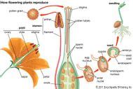 Megasporangium | plant anatomy | Britannica.com