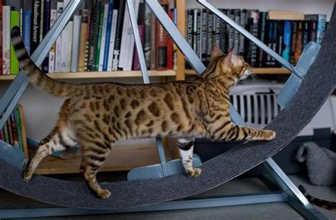 Bengal cat Full Grown or Adult Bengal Cat Forum Questions – Bengal Cat Care