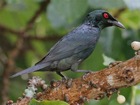 Female Starling Bird