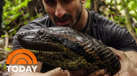 Anaconda Snake Live Video - Anaconda Gallery