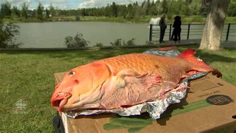 Holy carp: 11-year-old nets giant koi in St. Albert lake | CBC News