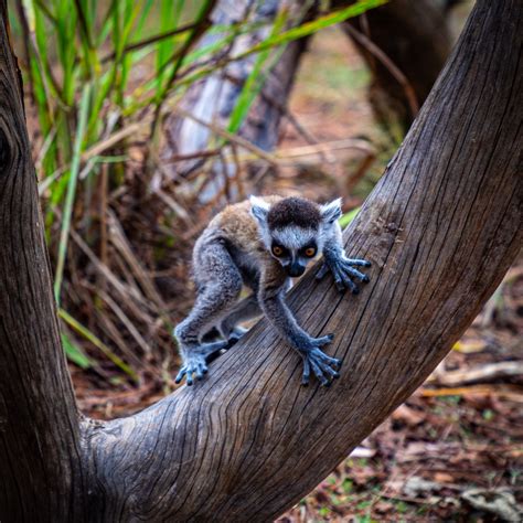 Baby Ring Tailed Lemur | Smithsonian Photo Contest | Smithsonian Magazine