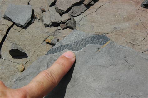 A New Fossil Site in Alabama | The Happy Scientist