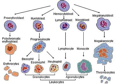 Erythropoiesis - Wikipedia