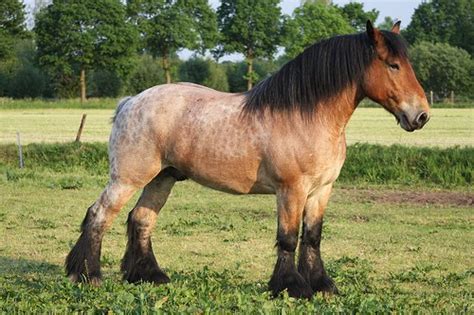 All About Horses: Information about the Brabant horse