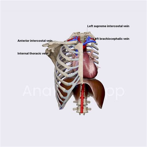 Intercostal veins | Thorax | Thorax | Anatomy.app | Learn anatomy | 3D models, articles, and quizzes