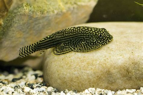 (4) 1" to 1.5" Hillstream Loaches borneo suckers stingray pleco group of 4 Tropical Freshwater ...