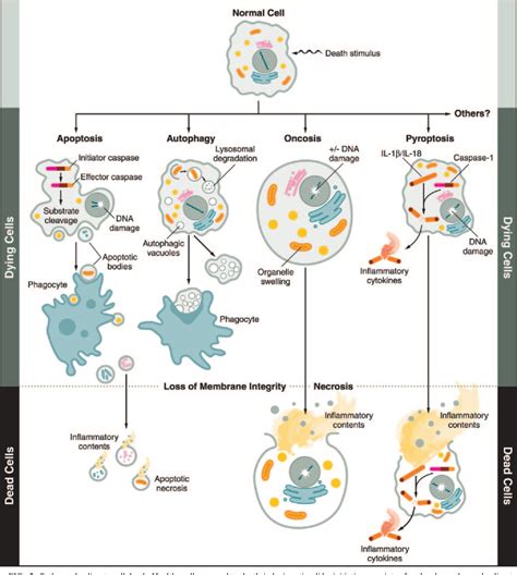 Cell Membrane Permeability | Semantic Scholar