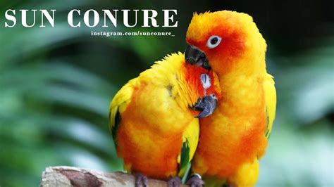 SUN CONURE | SUN CONURES | SUN CONURES BREEDING | SUN CONURES CAGE | SUN CONURES PARROT ...