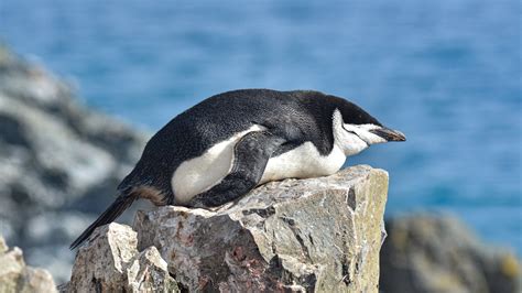 Penguins Take Thousands of Naps Every Day - The New York Times