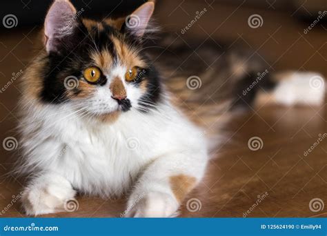 Calico Cat stock photo. Image of pattern, persian, companion - 125624190