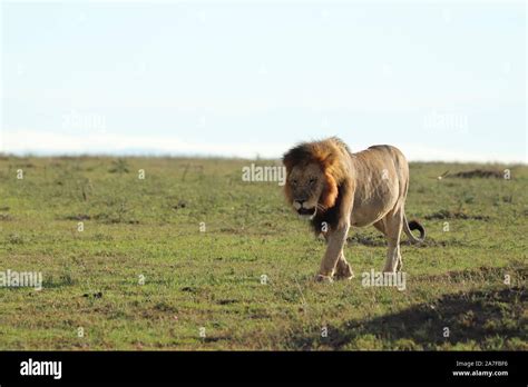 Lion in the african savannah Stock Photo - Alamy