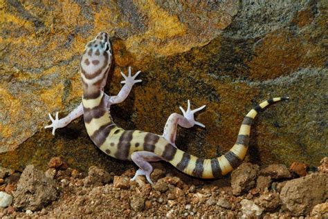 Western Banded Gecko | Focusing on Wildlife | Gecko, Lizard, Gecko habitat