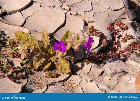 Stone Desert, Flowering Plants Xerophytes, Desert Landscape of a Dried ...