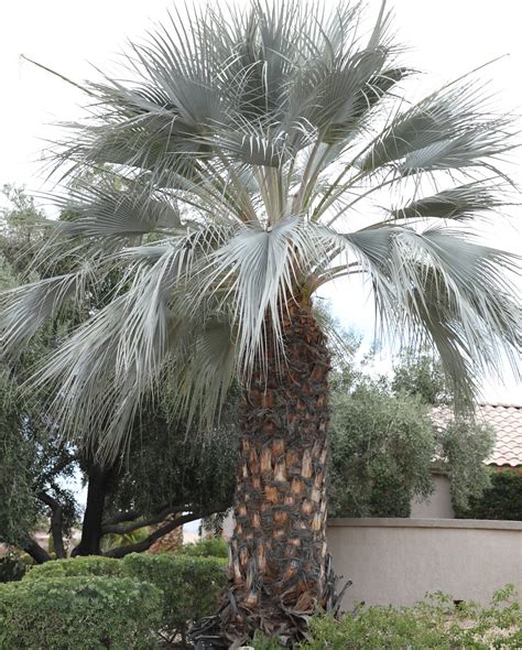 Palm – Blue Mexican Fan | Elgin Nursery & Tree Farm: Phoenix, AZ