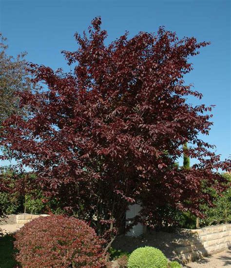 Prunus cerasifera ‘Nigra’ - Hello Hello Plants & Garden Supplies