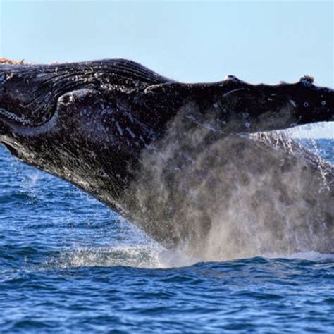 Humpback whale numbers increasing as conservation practices take effect | Whale, Humpback whale ...