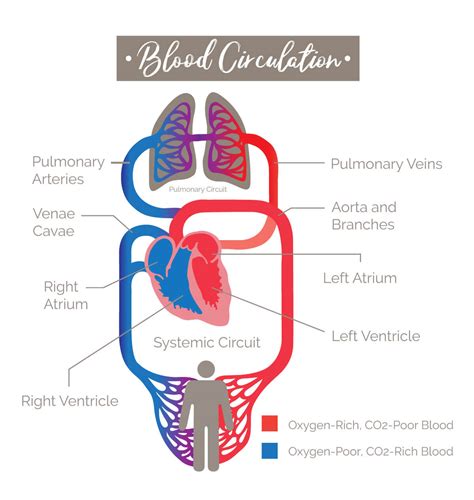 How to Boost Your Blood Circulation for Better Skin