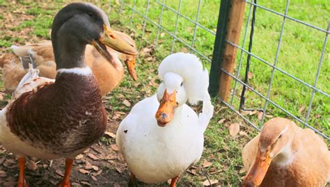 Saxony Ducks - The Ultimate Saxony Breed Guide