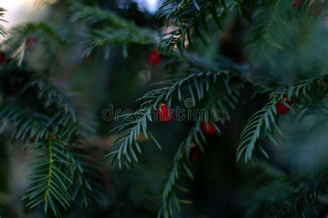 Close Up Taxus Wallichiana, the Himalayan Yew â€“ Branches Stock Image ...