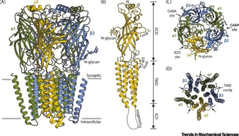 Direct Structural Insights into GABAA Receptor Pharmacology: Trends in Biochemical Sciences