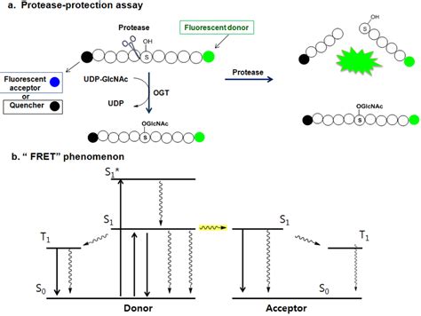 (a) Protease-protection assay: protease preferentially cleaves less ...