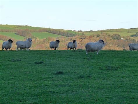 Sheep Ireland - Free photo on Pixabay - Pixabay