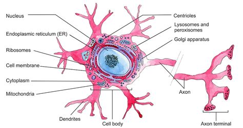 Neuron - The Definitive Guide | Biology Dictionary