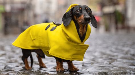 Raincoats Dogs Dachshund and Similar Breeds Adjustable Dog Raincoats ...