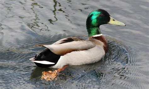 Mallard Duck | HD Wallpapers (High Definition) | Free Background