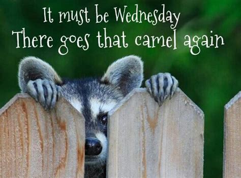 Wensday | Wednesday hump day, Wednesday quotes, Happy wednesday quotes