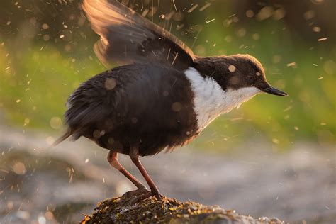 Derbyshire Dipper - Peak District Wildlife Photography