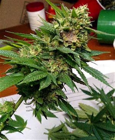 How to Identify & Get Rid of Cannabis Bud Rot or Mold