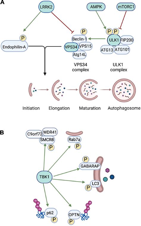 Frontiers | The role of autophagic kinases in regulation of axonal function