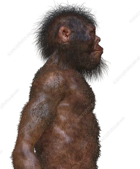 Homo naledi male, illustration - Stock Image - C038/8682 - Science Photo Library